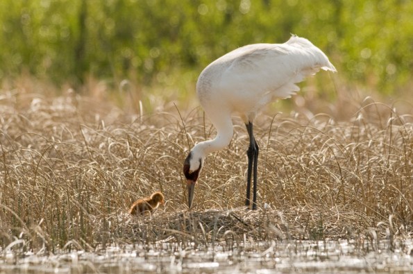 Whooping Crane and young crane 
