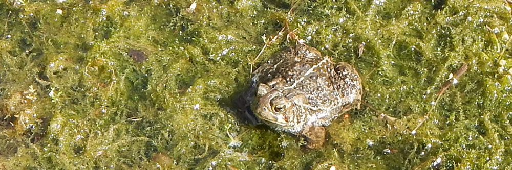 Canadian Toads - Wood Buffalo National Park