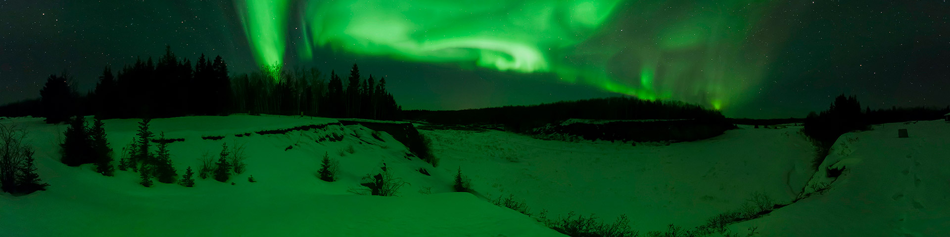 The northern lights dance across a dark night sky in bright green and purple colours. Stars dot the sky and boreal forest tree silhouettes line the bottom of the photo. 