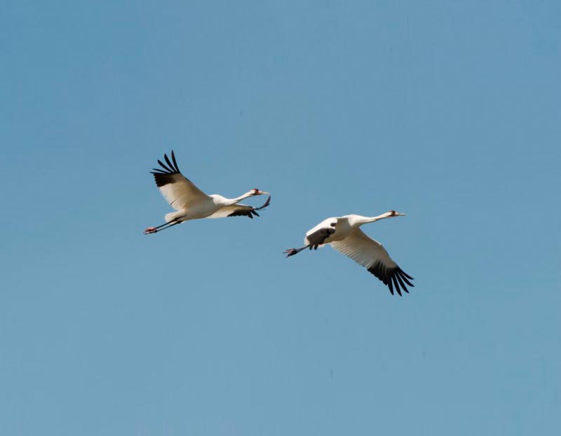 A pair of whooping cranes