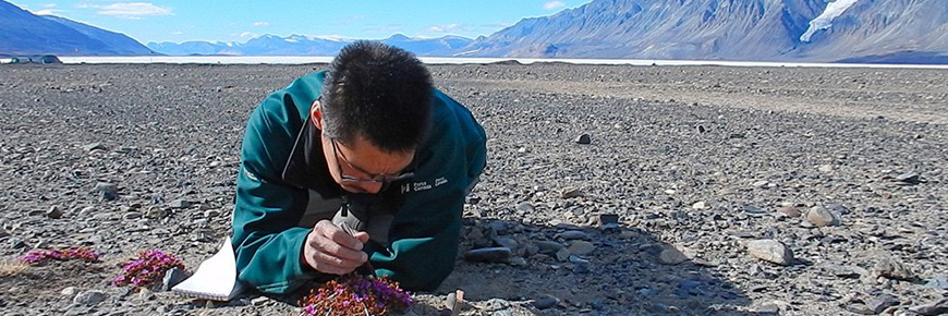 A person examining vegetation on the tundra.