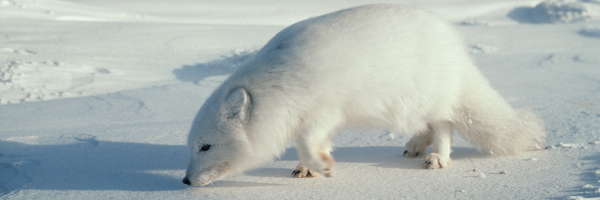An arctic fox.