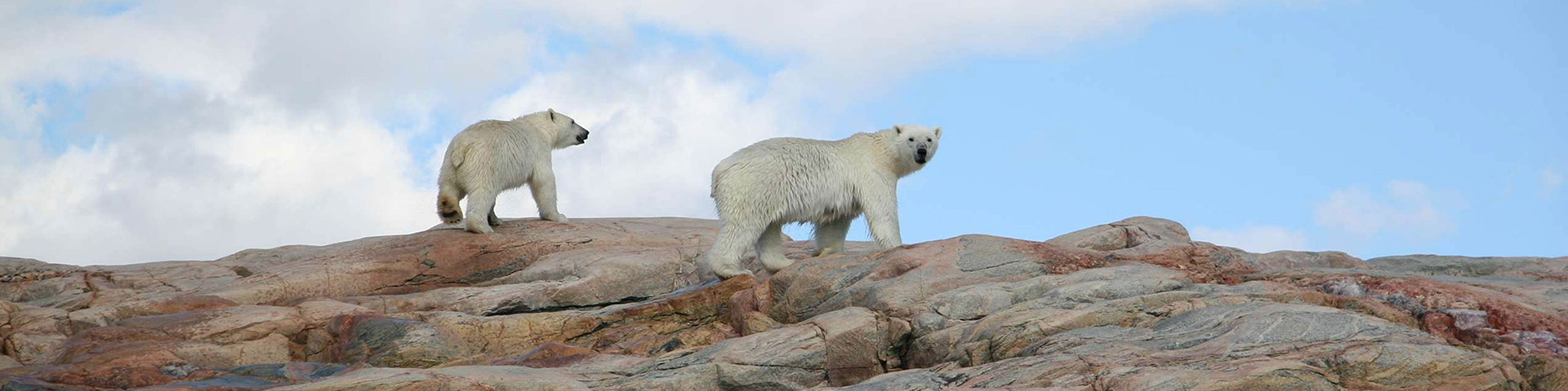 Deux ours polaires marchant dans un paysage rocheux. 