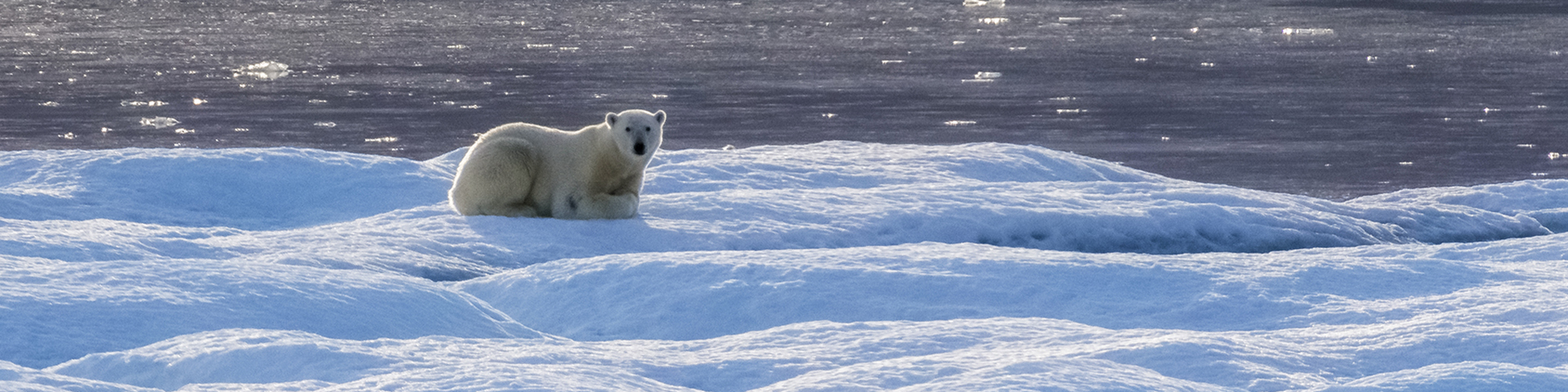 Un ours polaire se reposant sur une banquise.