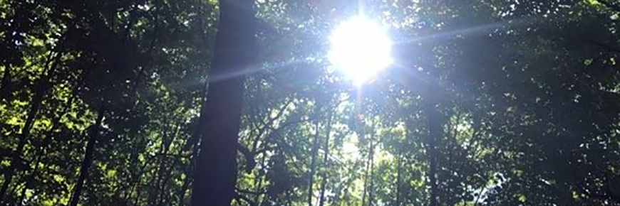 Soleil qui brille à travers les arbres