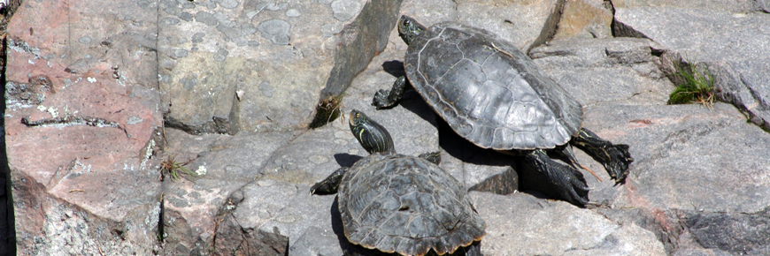 Two turtles sun bath on a rock