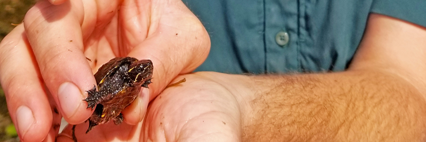  49/5000 Un bébé tortue dans les mains d'un membre du personnel du parc