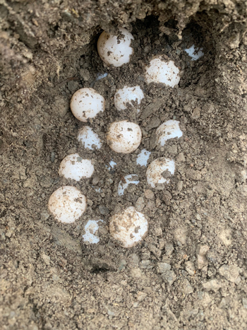 turtle eggs in the soil