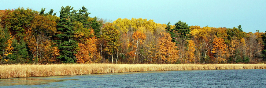 Les arbres changent de couleur le long du littoral.