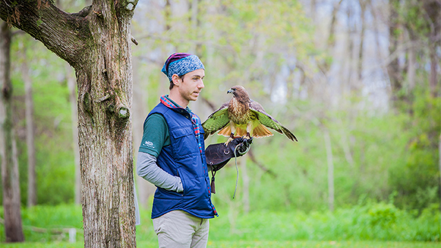 A staff member from Wild Ontario with a hawk