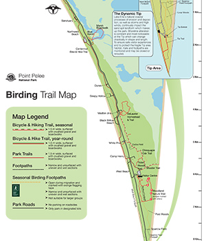This downloadable map shows the best places to see birds in Point Pelee National Park. This map includes seasonal and year-round bicycle and hiking trails, park trails, foot paths, seasonal birding footpaths, and park roads.