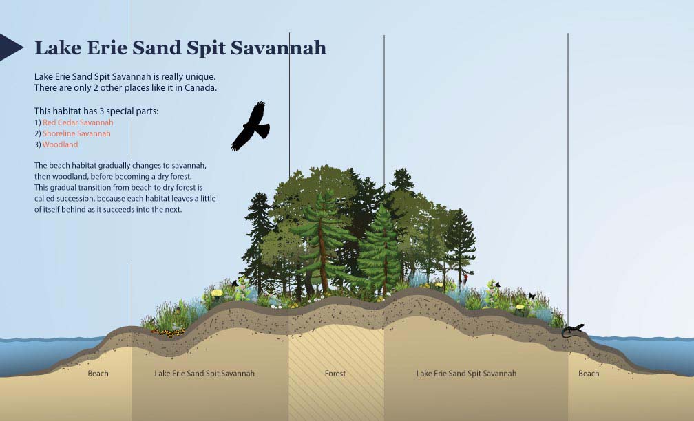 Diagram showing the three special parts of the Lake Erie sandspit savannah habitat: beach, sandspit savannah, and forest.