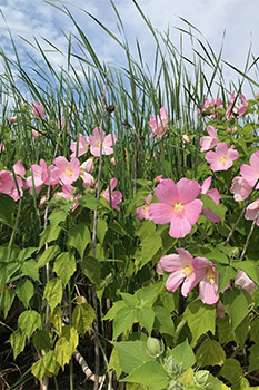 Swamp rose-mallow blooming along the edge of the cattail mat in Point Pelee National Park