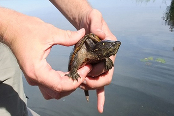 An adult eastern musk turtle is held above the water by a park employee 