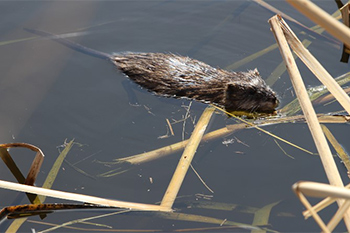 A muskrat swims through the water, with cattail stems in the foreground. 