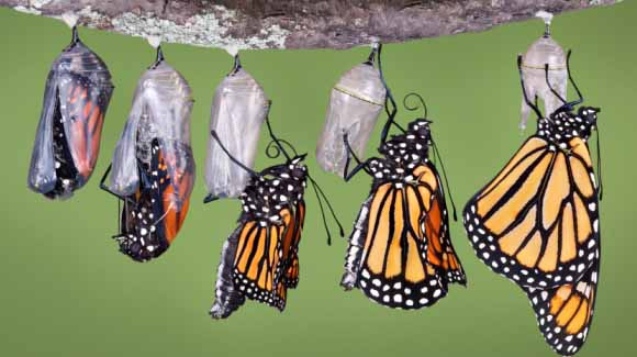 Monarch butterflies emerging from chrysalis