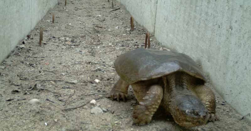 Front view of a common snapping turtle using an ecopassage