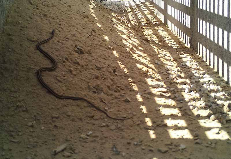 An eastern ribbon snake using an ecopassage