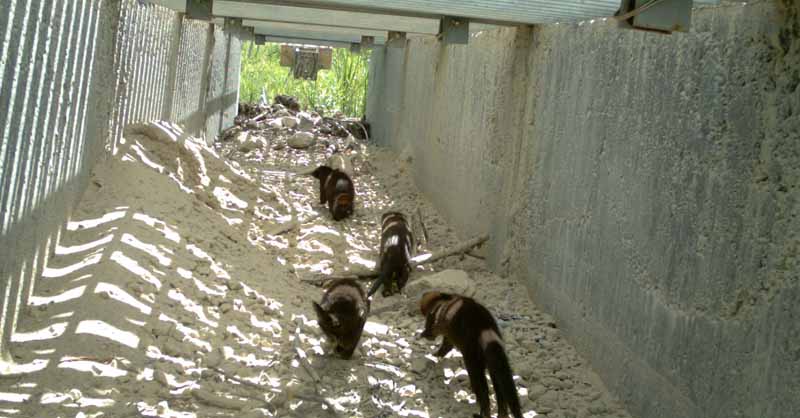 A family of minks using an ecopassage