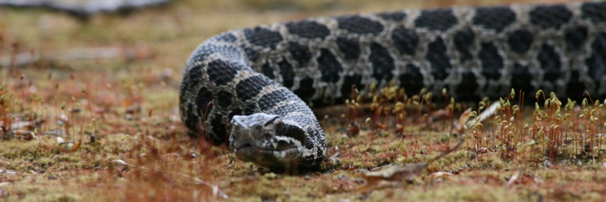 Close up of a Massasauga Rattlesnake head.