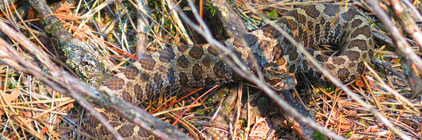 A Massasauga blends into the forest floor. 