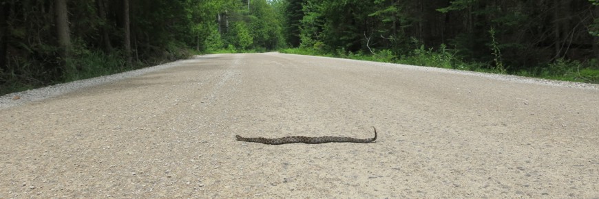 A Massasauga Rattlesnake crossing a road