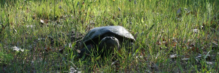 Une tortue serpentine adulte jette un coup d'oeil dans l'herbe.