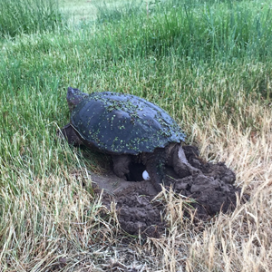A snapping turtle digs a nest