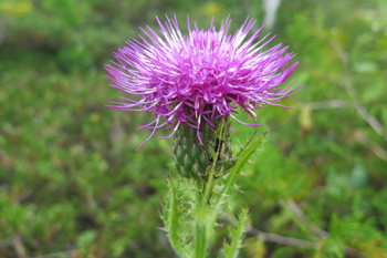 Hill's Thistle, close up of a purple flower