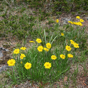Lakeside Daisy, yellow flower growing in the rock