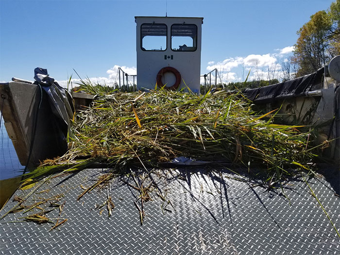 A boat loaded with grass