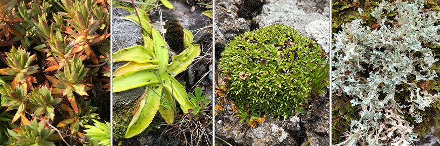 Arctic-alpine plants (and a lichen) of Lakes Superior National Marine Conservation Area from left to right: Prickly Saxifrage, Common Butterwort, Moss Campion, and Crinkled Snow Lichen.