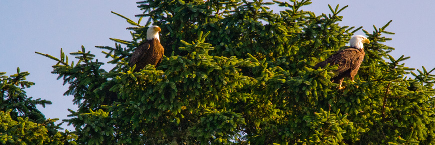Two bald eagles.