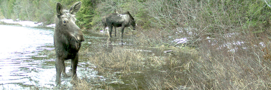 Three moose