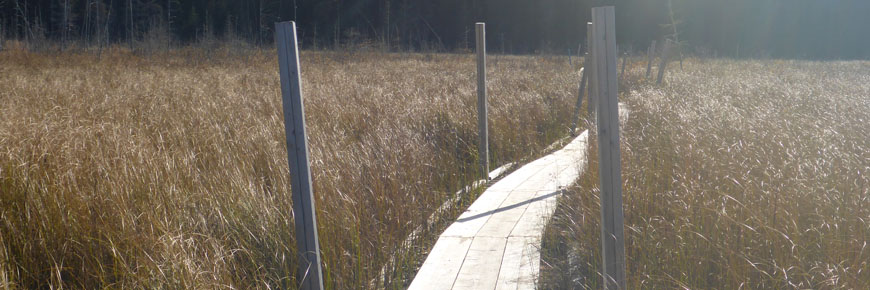 The current boardwalk through the Hattie Cove wetland, which needs to be replaced