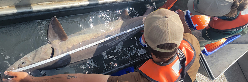 Des chercheurs, à bord d’un bateau, mesurent la longueur d’un esturgeon jaune dans la baie Black avant de le relâcher.