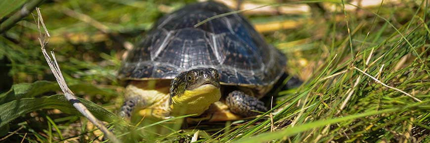 Blanding's blog - Rouge National Urban Park