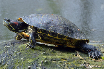 Non-native species - Rouge National Urban Park