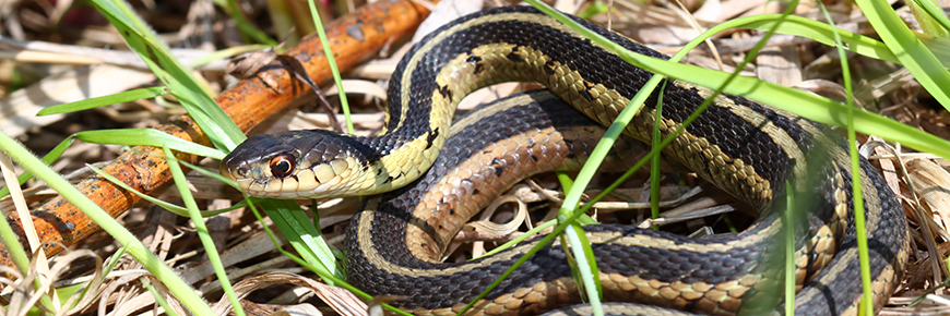 Protecting snakes in the Rouge… in the field and at home? - Rouge ...