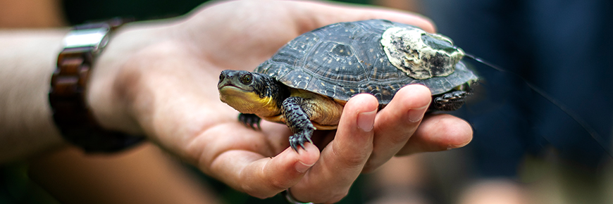 Blanding's blog - Rouge National Urban Park