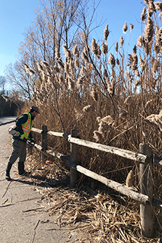 Parks Canada staff and Indigenous partners has removed dense stands of European Common Reed (Phragmites australis australis) from the marsh wetlands near Rouge Beach.