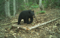 Un gros ours noir se promène en forêt.