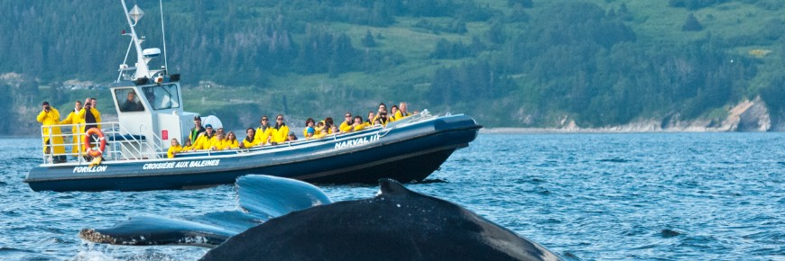 A cruise ship witnesses a whale show.