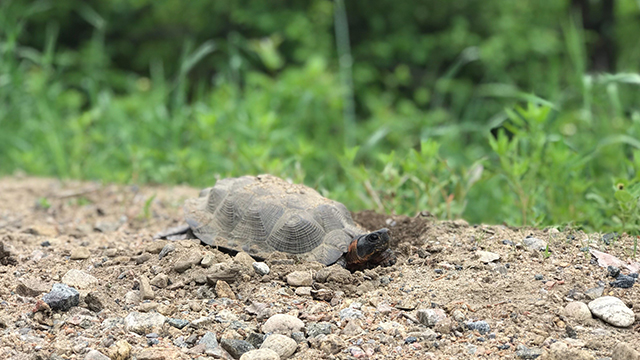 Une tortue des bois se déplace au sol dans le parc national de la Mauricie.