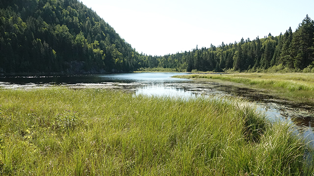 A wetland in La Mauricie National Park that is home to many aquatic plants and amphibians.