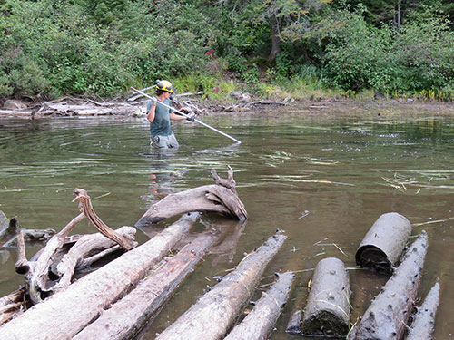 A Parks Canada employee removes logs from the bottom of a stream with a pike pole.