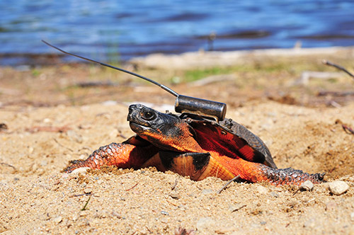A wood turtle on the sand carrying a transmitter.