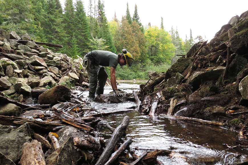 A Parks Canada employee, standing in a stream, is removing stones from a dam.