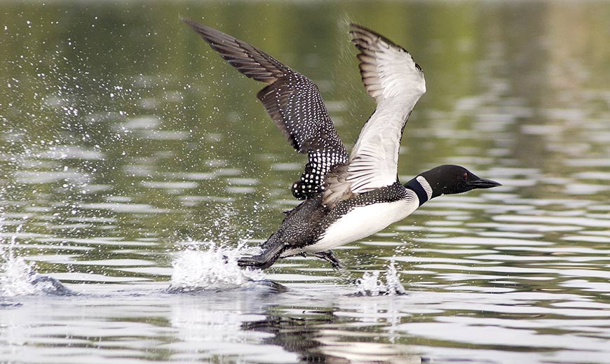 An adult loon take off on a lake.