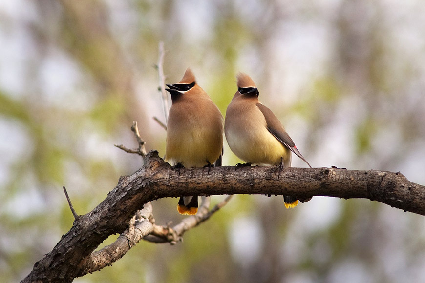 Two birds of the Cedar Waxwing species stand side by side on a branch.